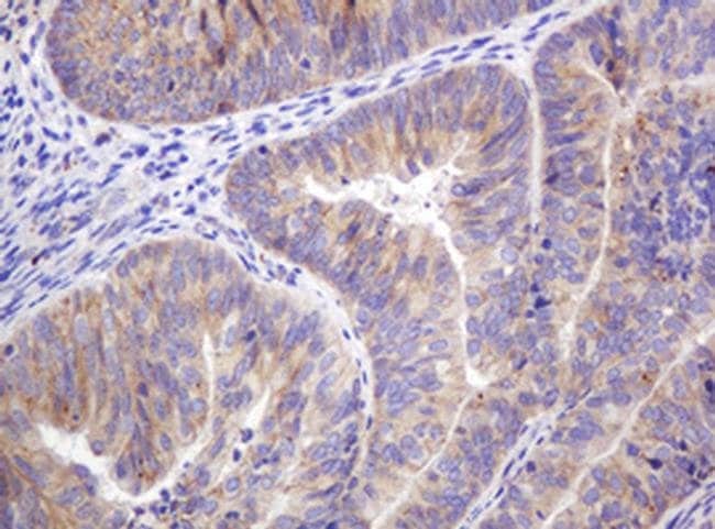 ITFG3 Monoclonal Antibody (OTI3B3)