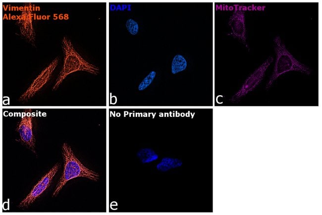 Donkey anti-Chicken IgY (H+L) Highly Cross Adsorbed Secondary Antibody, Alexa Fluor 568