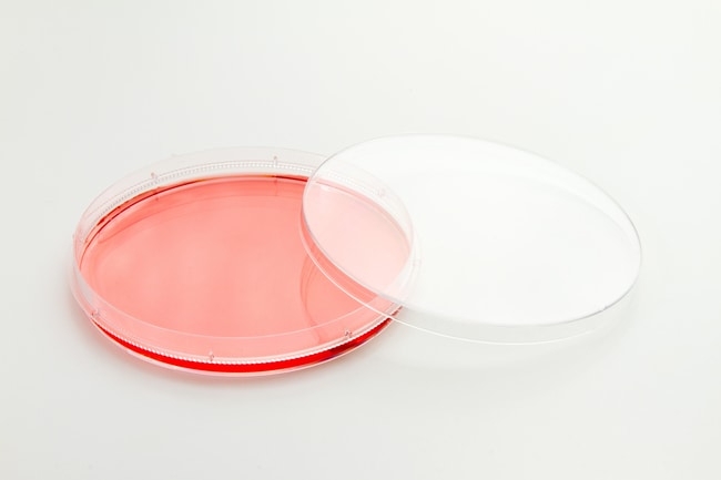 100 x 21 mm EasYDish，TC 表面，10 个/包