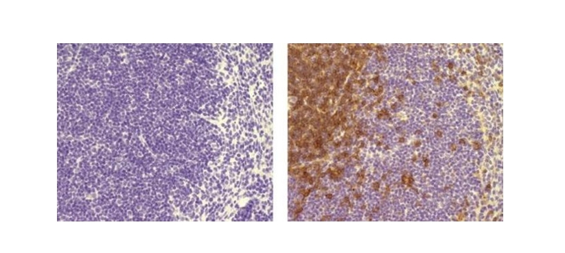 CD4 Monoclonal Antibody (4SM95), eBioscience™