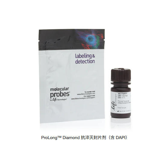 ProLong™ Diamond 抗淬灭封片剂（含 DAPI）