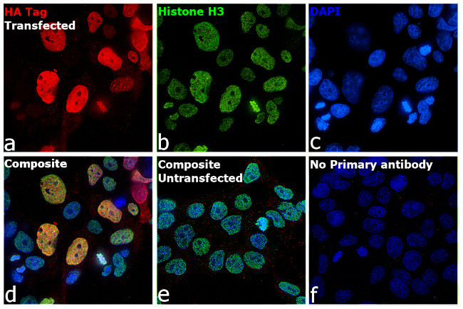 HA Tag Monoclonal Antibody (2-2.2.14)