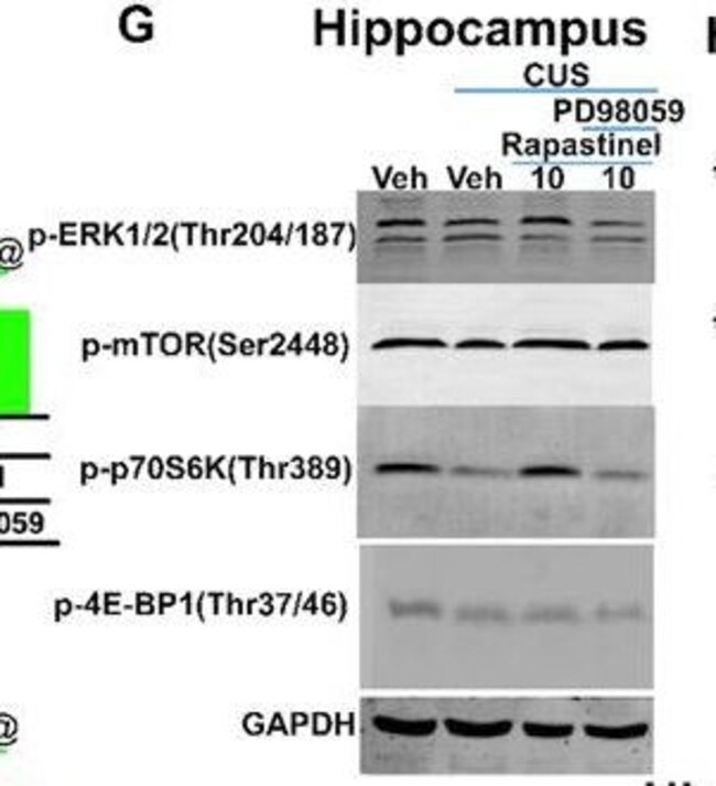 Goat anti-Mouse IgG (H+L) Highly Cross-Adsorbed Secondary Antibody, Alexa Fluor Plus 800
