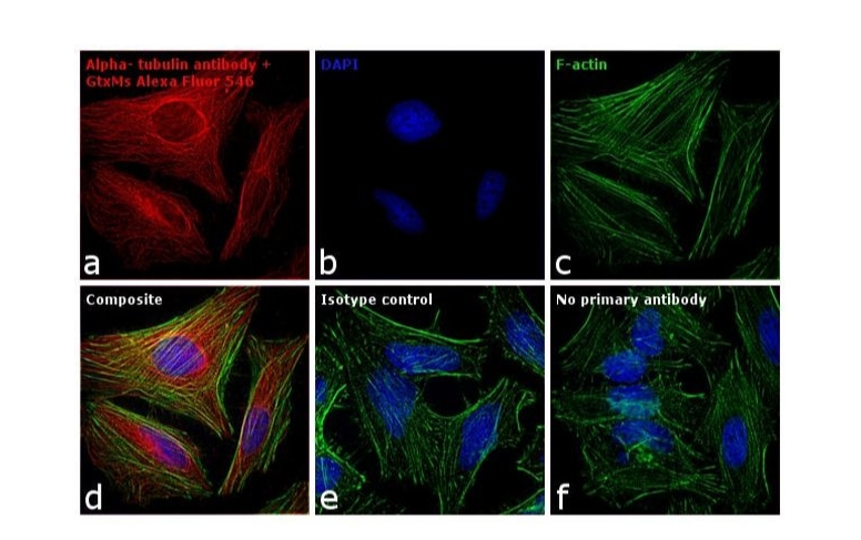 Goat anti-Mouse IgG (H+L) Cross-Adsorbed Secondary Antibody, Alexa Fluor™ 546