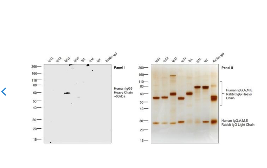 Mouse anti-Human IgG3 Secondary Antibody