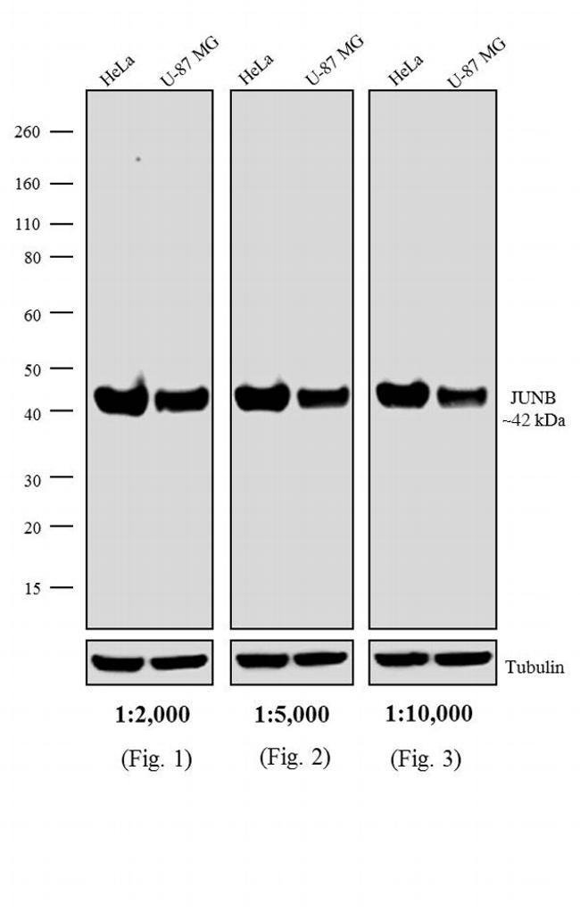 F(ab)2-Goat anti-Rabbit IgG (H+L) Secondary Antibody, HRP