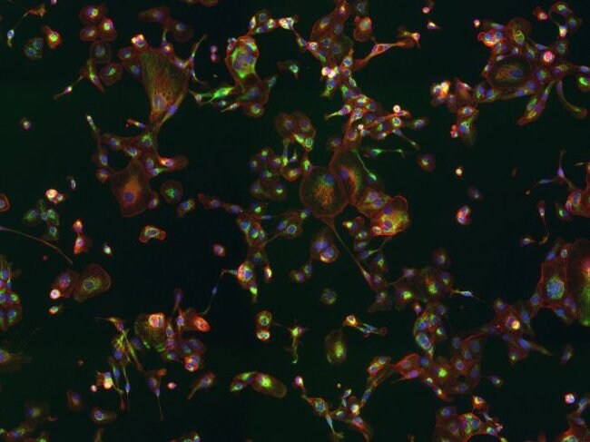 Goat anti-Rabbit IgG (H+L) Cross-Adsorbed ReadyProbes Secondary Antibody, Alexa Fluor 488