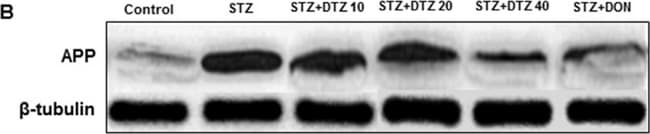 Goat anti-Rabbit IgG (H+L) Highly Cross-Adsorbed Secondary Antibody, Alexa Fluor Plus 800