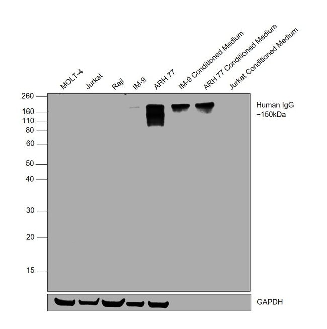 Goat anti-Human IgG (Gamma chain) Cross-Adsorbed Secondary Antibody, HRP