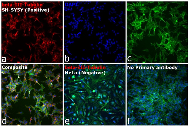 Goat anti-Mouse IgG2a Cross-Adsorbed Secondary Antibody, Alexa Fluor 546