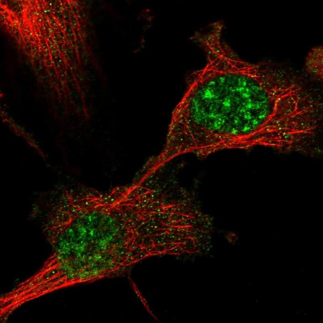 DBNDD1 Polyclonal Antibody