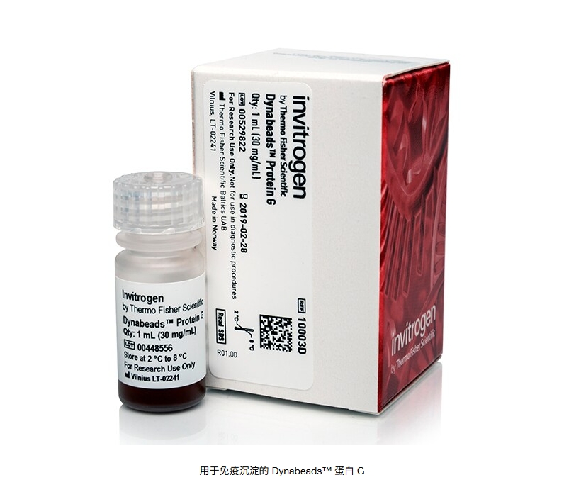 用于免疫沉淀的 Dynabeads™ 蛋白 G