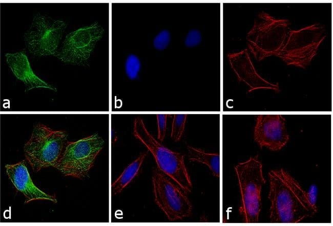 Goat anti-Rabbit IgG (H+L) Highly Cross-Adsorbed Secondary Antibody, Oregon Green 488