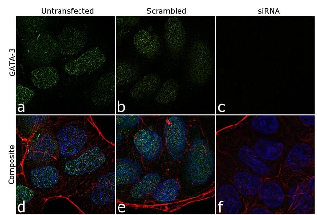 Gata-3 Monoclonal Antibody (TWAJ), Alexa Fluor 488, eBioscience