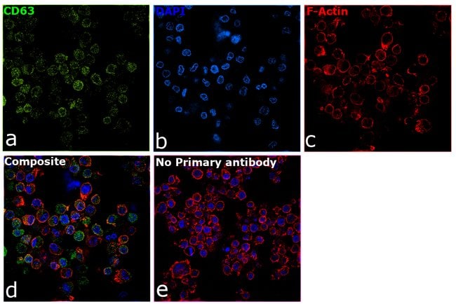 CD63 Recombinant Rabbit Monoclonal Antibody (142)