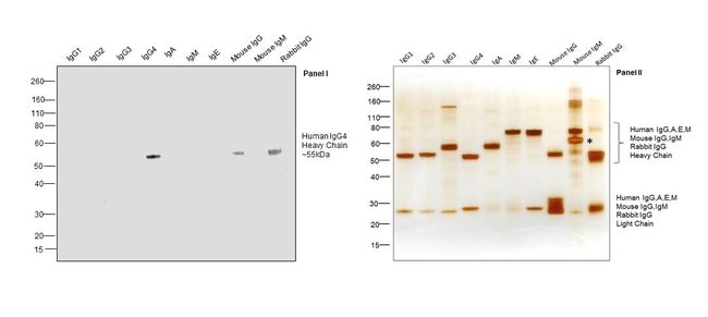 Mouse anti-Human IgG4 Fc Secondary Antibody, HRP