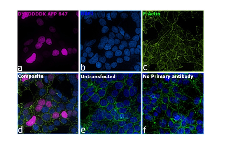 DYKDDDDK Tag Recombinant Rabbit Monoclonal Antibody (8H8L17), Alexa Fluor™ Plus 647