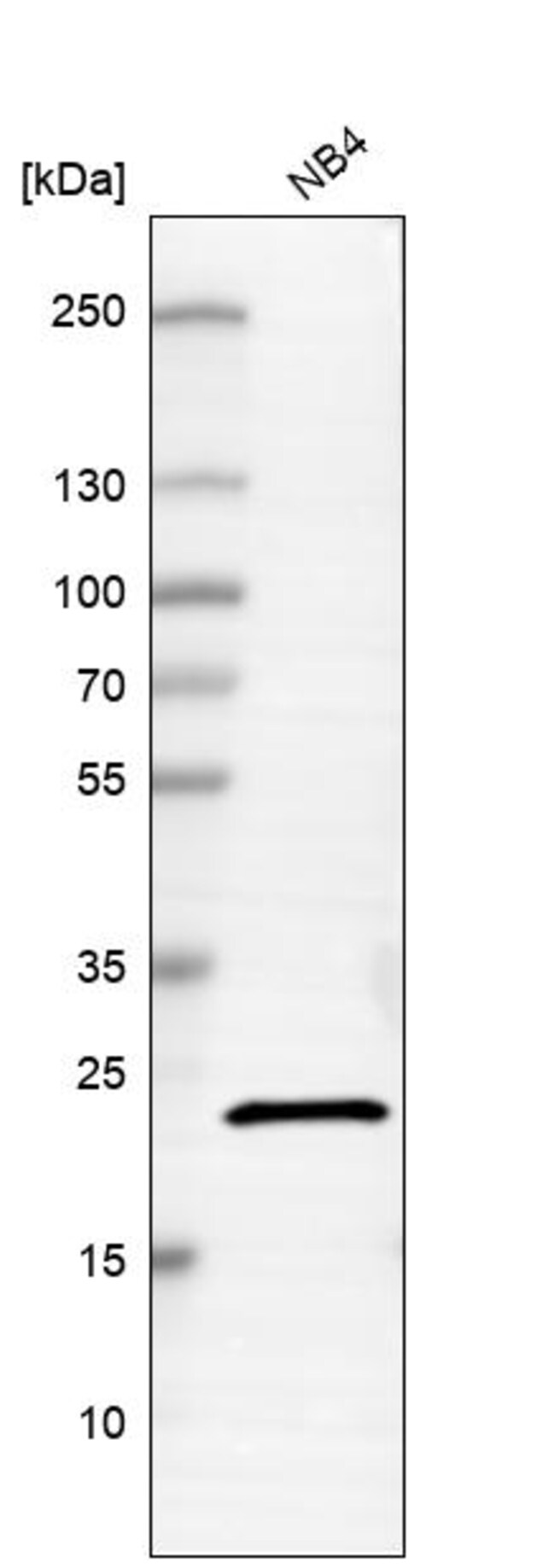 C20orf27 Polyclonal Antibody
