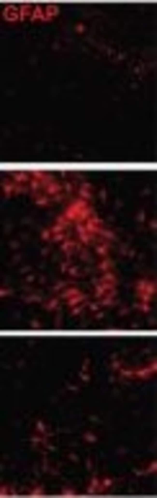 驴抗小鼠IgG（H+L）高交叉吸附二抗，Alexa Fluor 594