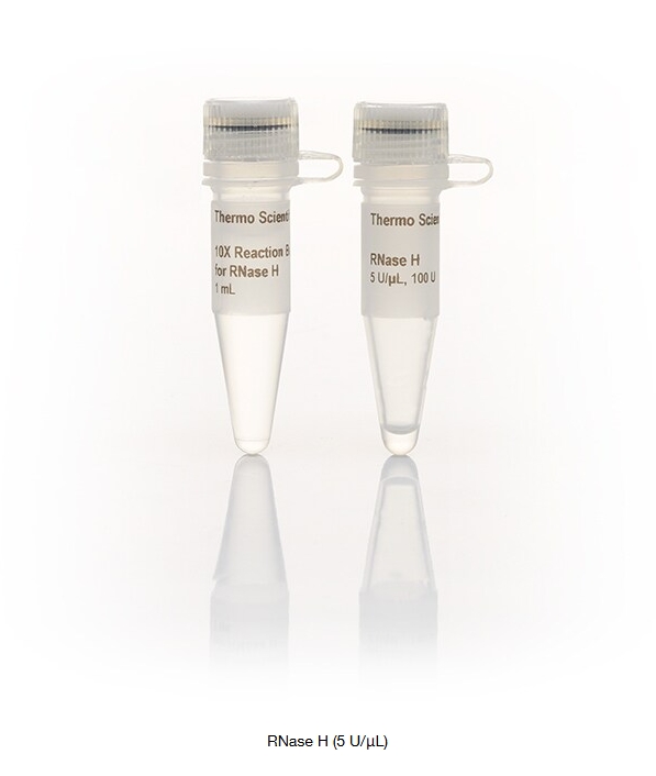 RNase H (5 U/μL)