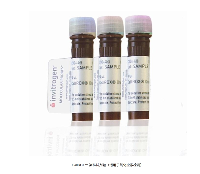 CellROX™ 染料试剂包（适用于氧化应激检测）