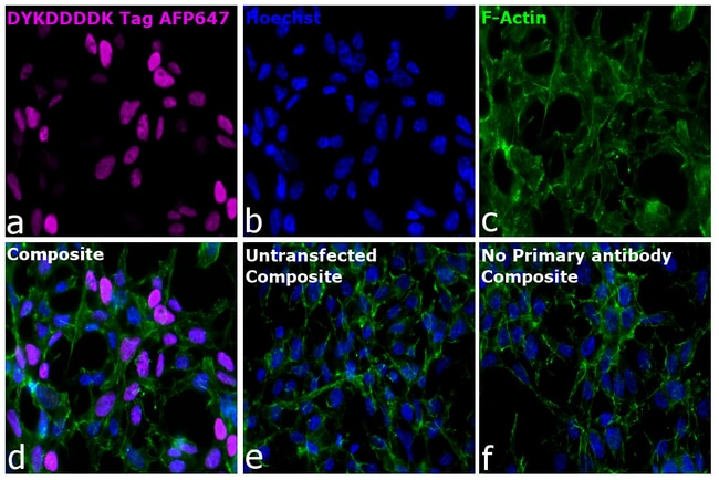 DYKDDDDK Tag Recombinant Rat Monoclonal Antibody (L5), Alexa Fluor Plus 647