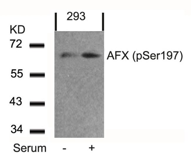 Phospho-FOXO4 (Ser197) Polyclonal Antibody