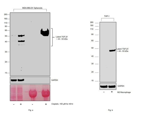 TGF beta-1 Monoclonal Antibody (F.888.7)