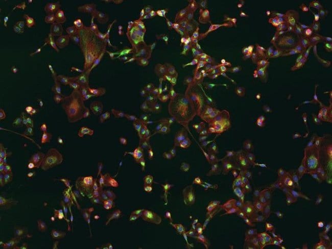 Goat anti-Mouse IgG (H+L) Cross-Adsorbed ReadyProbes Secondary Antibody, Alexa Fluor 488