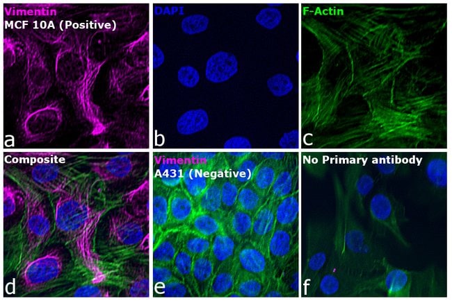 Goat anti-Mouse IgM (Heavy chain) Secondary Antibody, Alexa Fluor 647