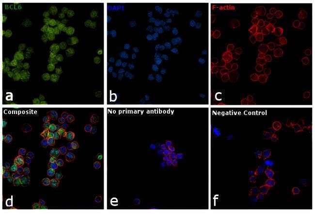 BCL6 Monoclonal Antibody (GI191E), eBioscience