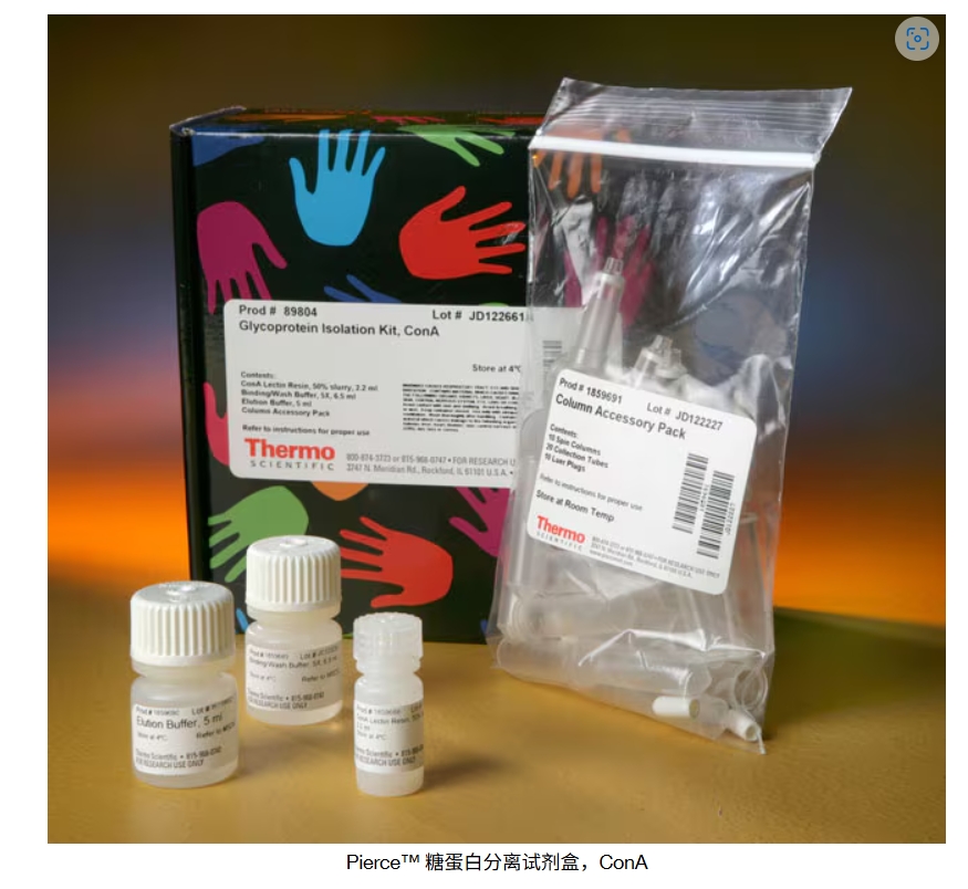 Pierce™ 糖蛋白分离试剂盒，ConA