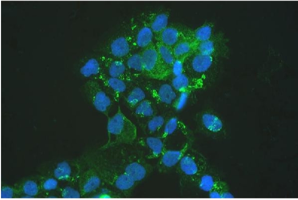 MVP Polyclonal Antibody