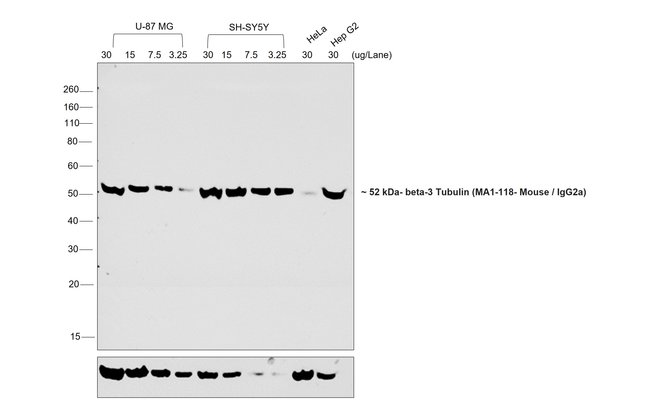 Goat anti-Mouse IgG2a Secondary Antibody, HRP