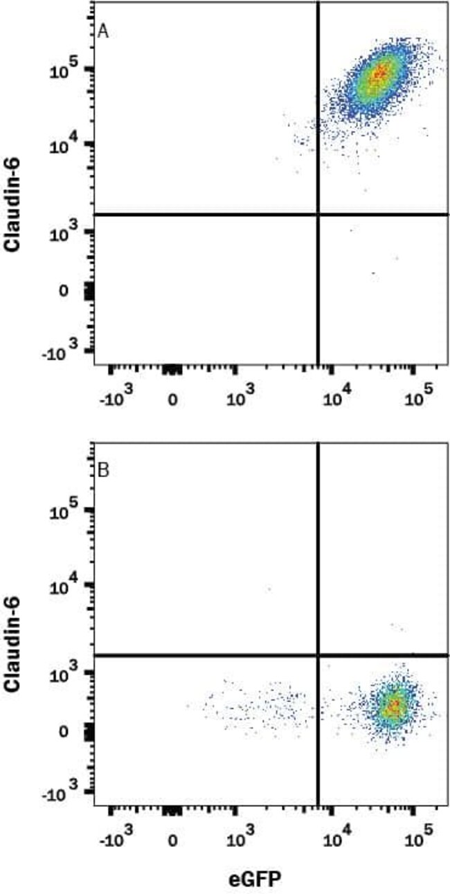 Claudin 6 Monoclonal Antibody (342927)