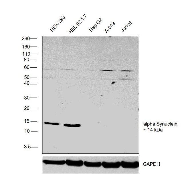 alpha Synuclein Monoclonal Antibody (Syn 211)