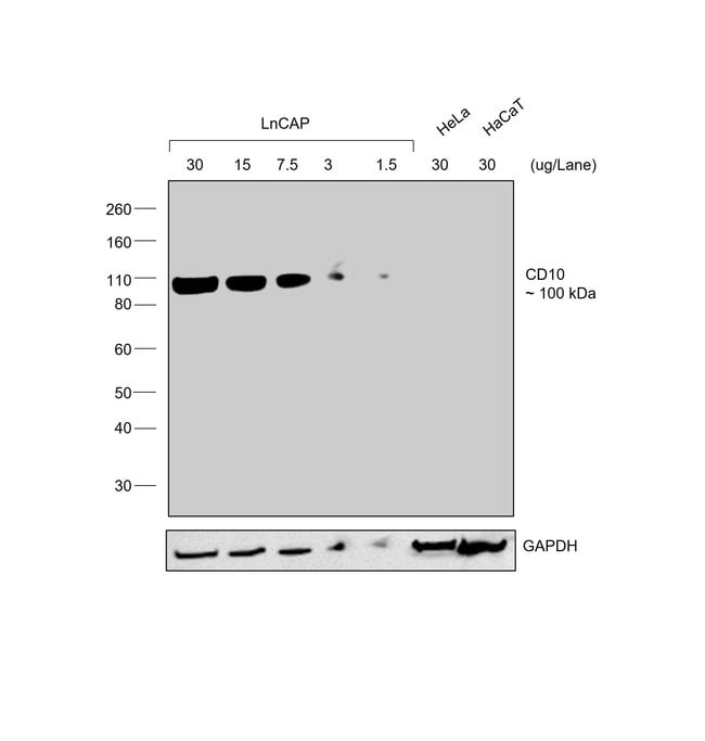 Rabbit anti-Goat IgG (H+L) Secondary Antibody, HRP