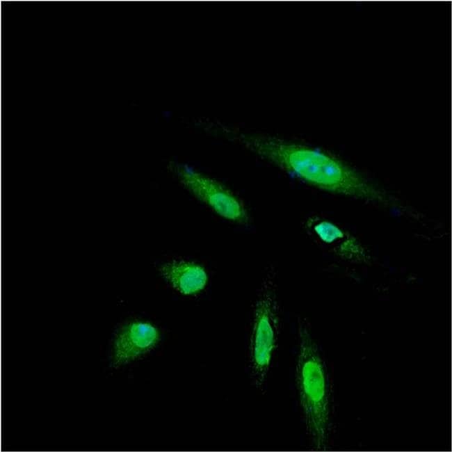 DYKDDDDK Tag Monoclonal Antibody (L5), Alexa Fluor 488