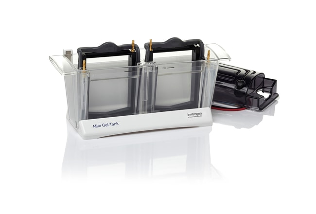 Mini Gel Tank 小型胶电泳槽