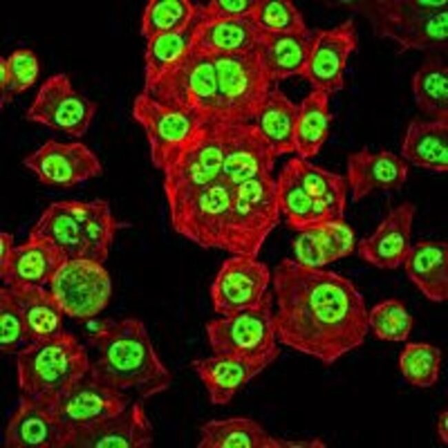 OTX2 Monoclonal Antibody (1H12C4B5)