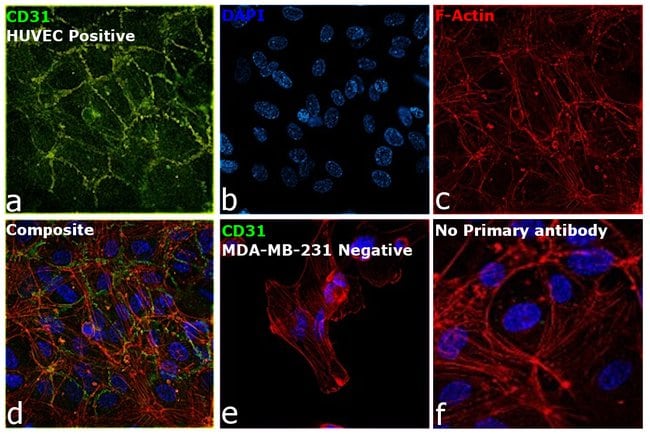 CD31 Monoclonal Antibody (WM59)