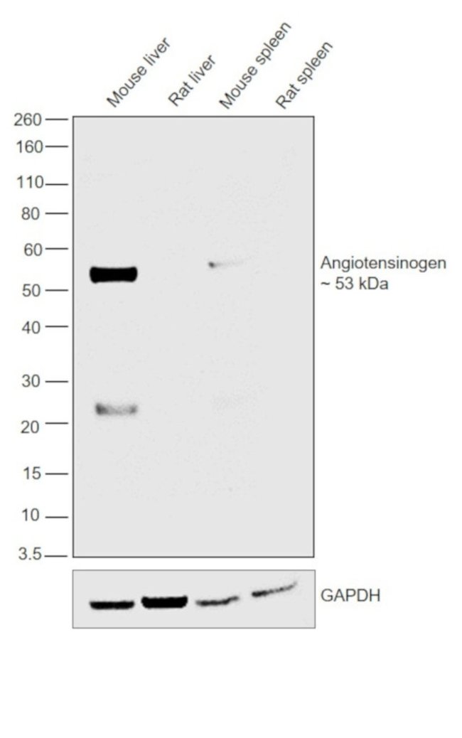 F(ab)2-Rabbit anti-Rat IgG (H+L) Secondary Antibody, HRP