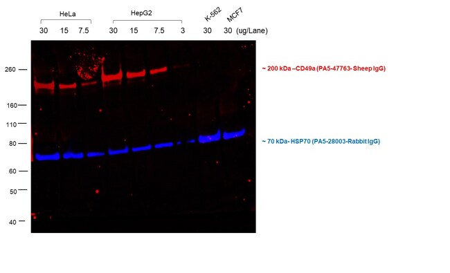 Donkey anti-Sheep IgG (H+L) Cross-Adsorbed Secondary Antibody, Alexa Fluor 555