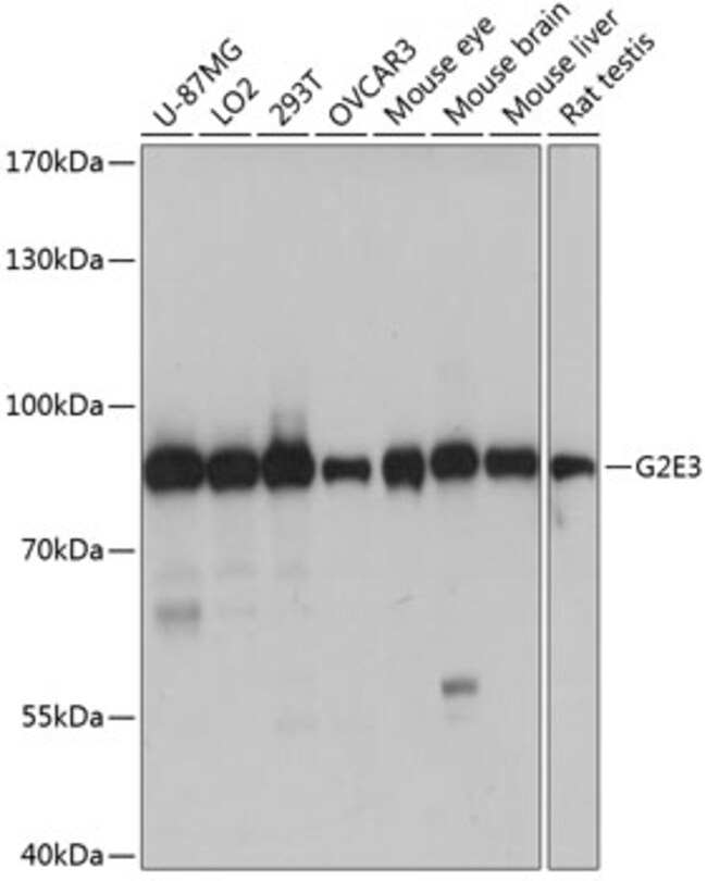 G2E3 Polyclonal Antibody