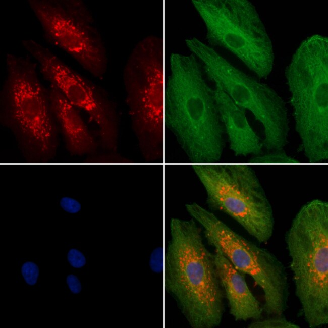 GNG3 Polyclonal Antibody