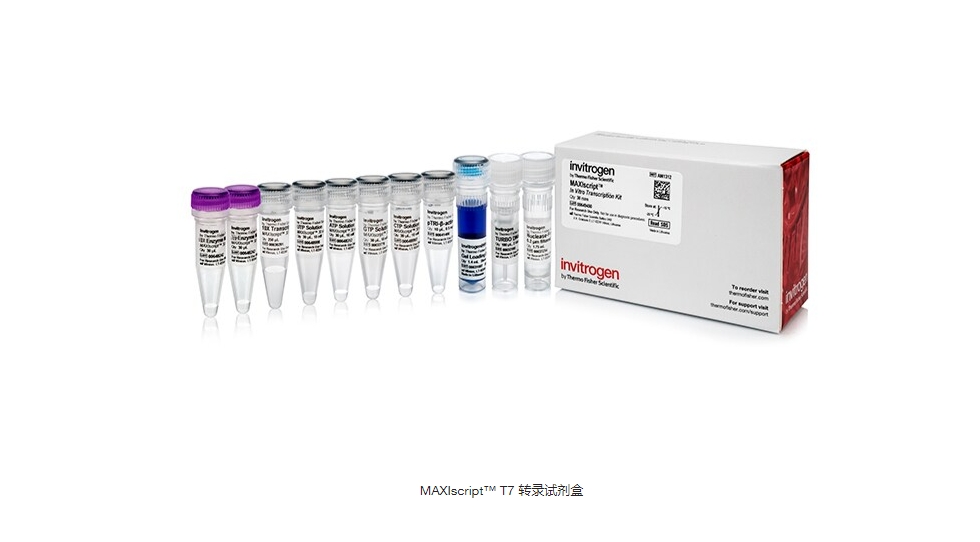 MAXIscript™ T7 转录试剂盒