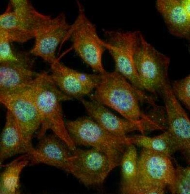FXR Polyclonal Antibody