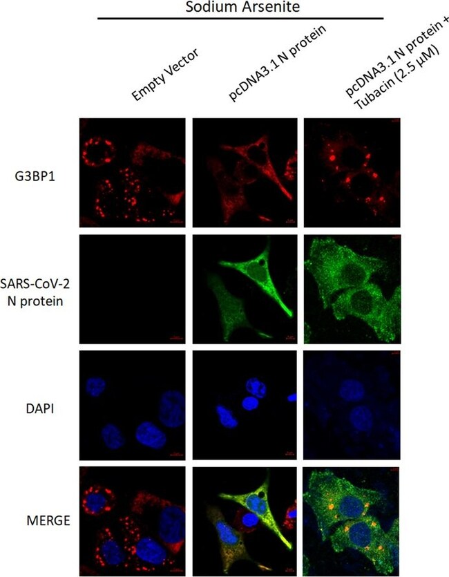 Goat anti-Rabbit IgG (H+L) Secondary Antibody, DyLighT&amp;Trade; 488
