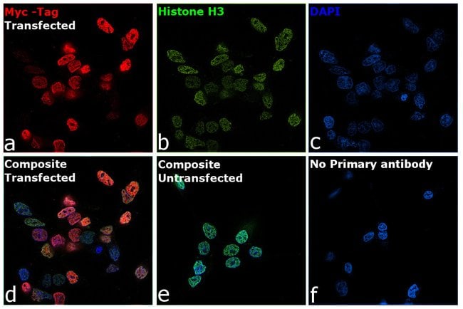 c-Myc Monoclonal Antibody (9E10)