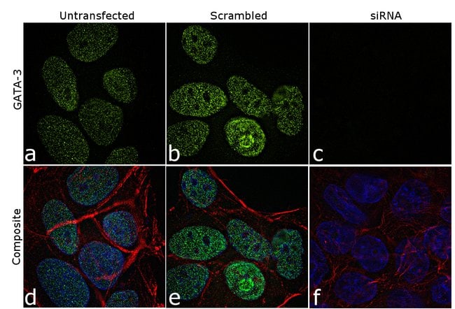 Gata-3 Monoclonal Antibody (TWAJ), eBioscience